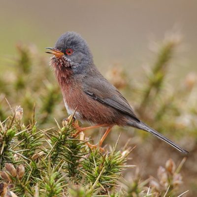 The Dartford Warbler has a brown back and head, with a rusty-red tail and underparts. The male has a distinctive black eye-mask, while the female has a paler mask