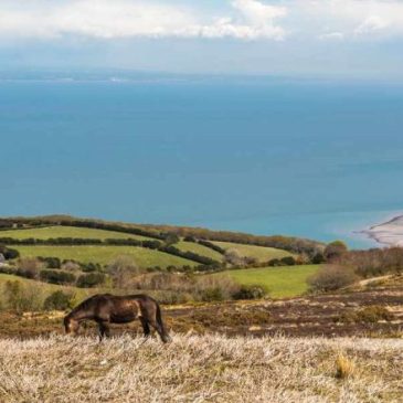Fauna on the Moor: A Guide to Exmoor’s Animals