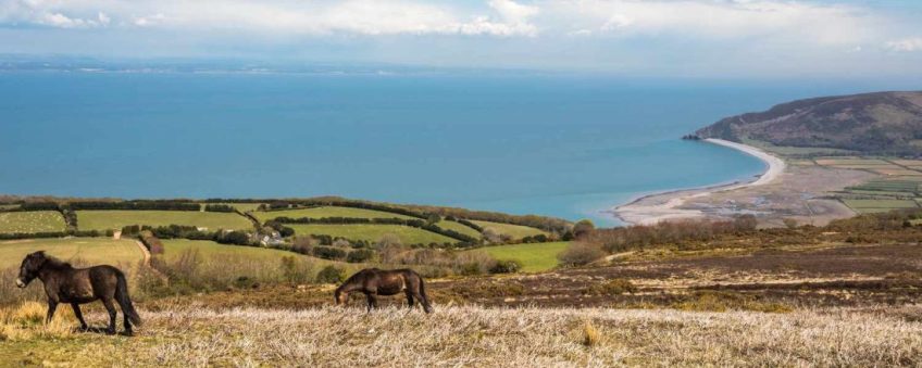 Fauna on the Moor: A Guide to Exmoor’s Animals