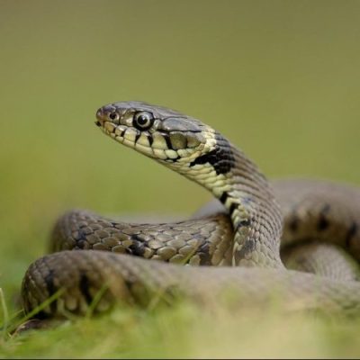 A grass snake can be identified by its greenish-yellow to olive-green color with a distinctive yellow collar behind its head and a long, slender body.