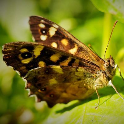 A speckled wood butterfly can be identified by its distinctive brown wings with creamy-yellow patches and distinctive black and white speckles. It has a wingspan of about 2 inches.