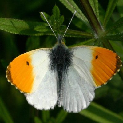 An orange tip butterfly can be identified by its striking orange tips on the male's forewings and its white colour with black markings on the female's wings. Both male and female have a wingspan of about 1.5 inches