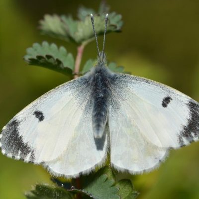 Orange tip butterfly female