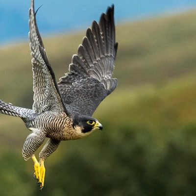 The Peregrine Falcon is a large bird of prey easily recognizable by its long, pointed wings and swift, powerful flight, often seen diving at high speeds to catch prey in mid-air