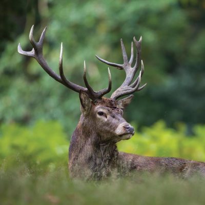 Red deer can be identified by their large size (up to 1.5 meters tall at the shoulder), branching antlers (only present in males), reddish-brown coat (changing to grayish-brown in winter), white rump patch, short, bushy tail, and distinctive, angular face with a long snout and large nostrils. Males also make a deep, resonant roar during the rutting season, which can be heard for miles.