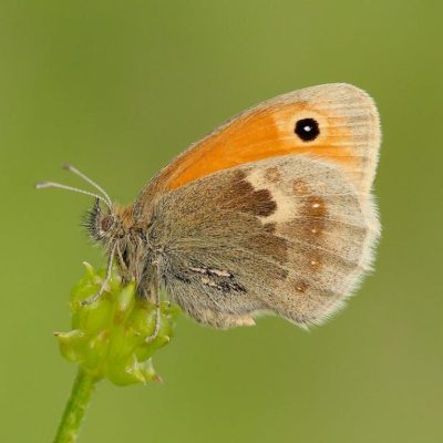 A small heath butterfly is brownish-orange in colour with a wingspan of about 1 inch, and has distinctive eye-like spots on the underside of its hindwings.