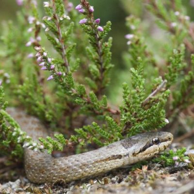 The Smooth Snake has a smooth and glossy appearance, uniform brown or grey colour, and a distinctive red-brown neck collar.