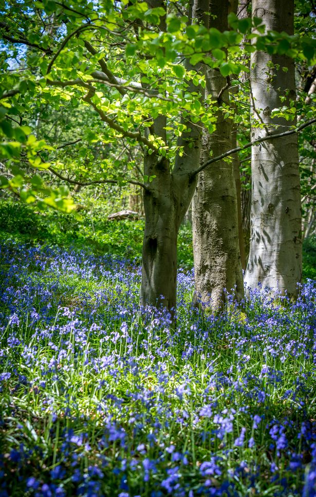 Beautiful bluebell woods with trees