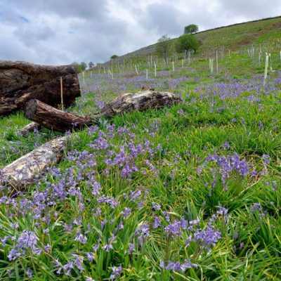 Bluebells on a hillside at Bye Wood