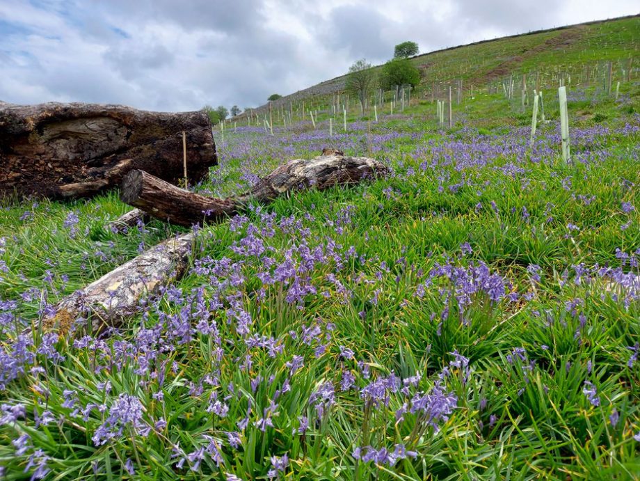 Bluebells on a hillside at Bye Wood