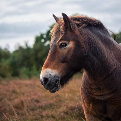 What is Exmoor famous for?