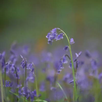 Bluebells