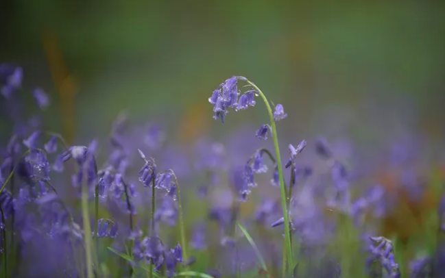 Blubells up close with blurry background