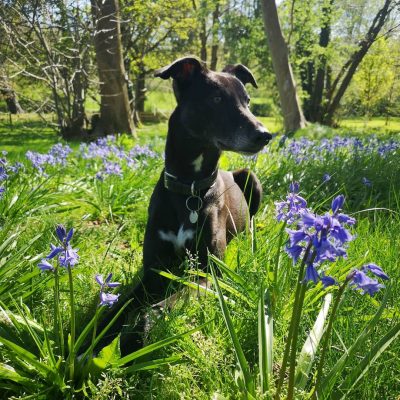 Enjoying the bluebells. Credit: feebz_sw