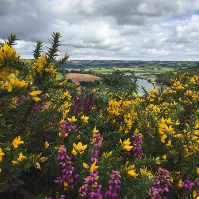Heather and gorse in bloom
