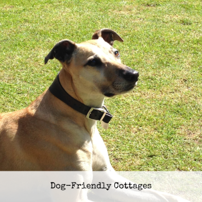 Dog friendly cottages