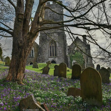 All Saints' Church, Dulverton - photo taken from the graveyard, with bluebells and flowers in bloom amongst the graves and tree in foreground of church