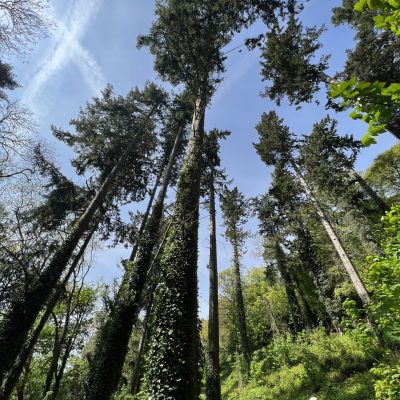 Horner Woods Trees - Photo by: @lozsleisure