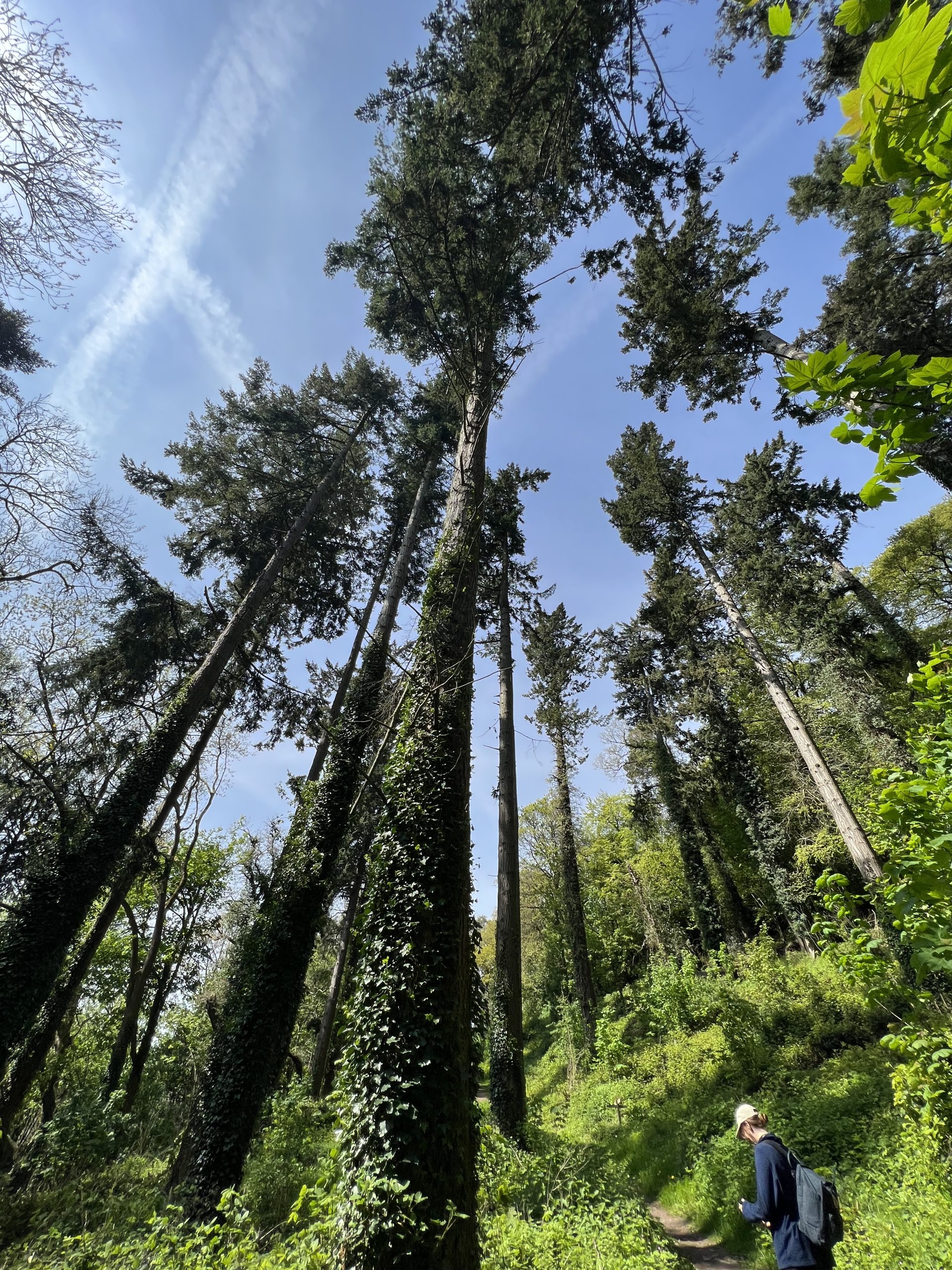 The incredible tall trees of Horner Woods, Exmoor