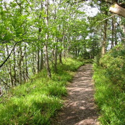 Woodland tracks wind the hillside