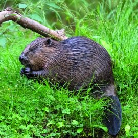 Exmoor’s Beavers