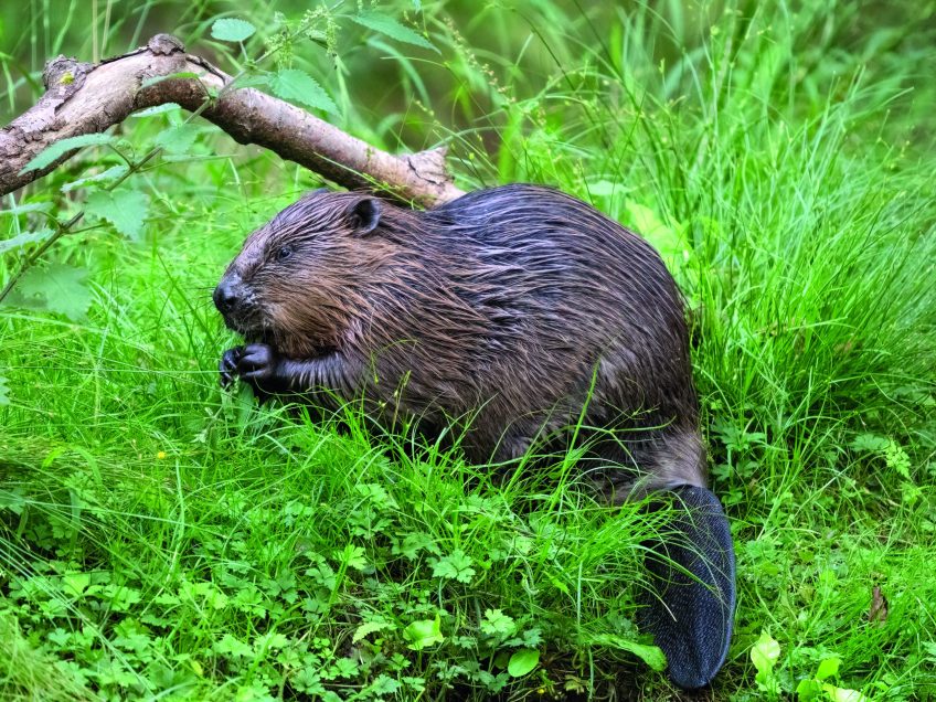Exmoor’s Beavers