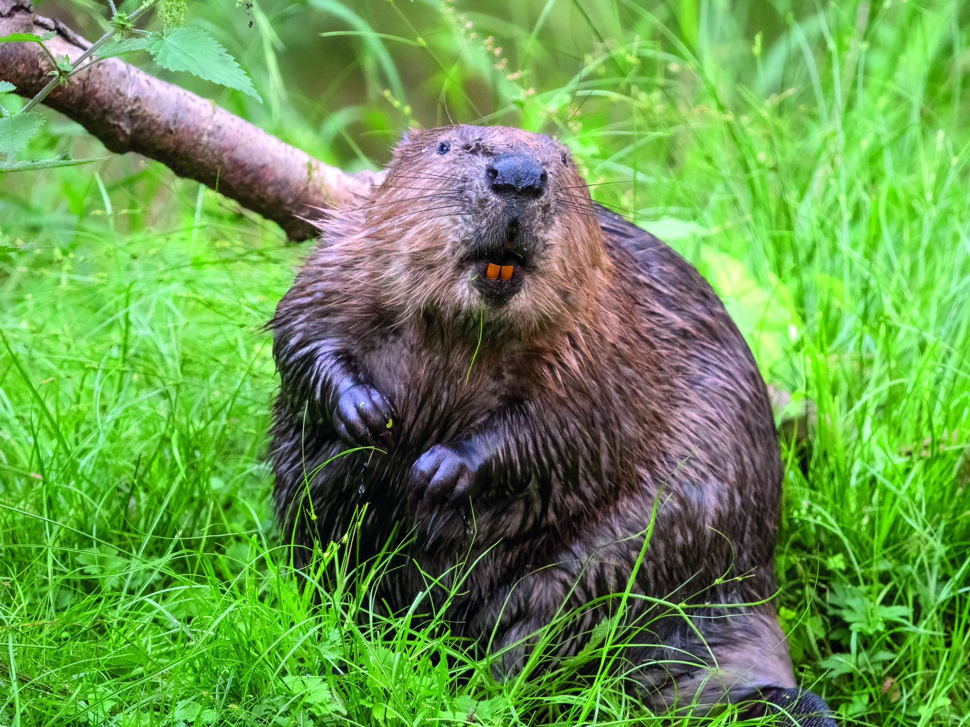 beavers teeth