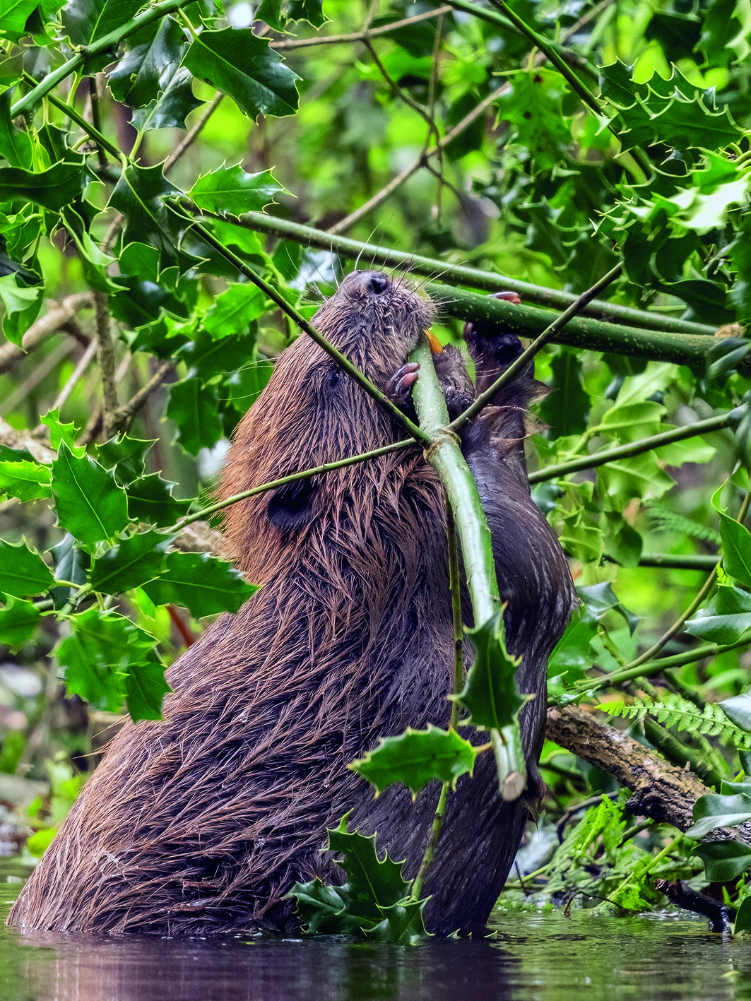 Beavers chewing Holly