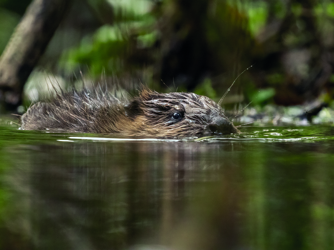 beavers