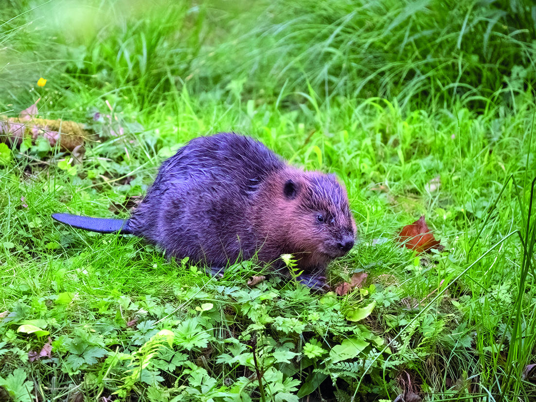 beavers