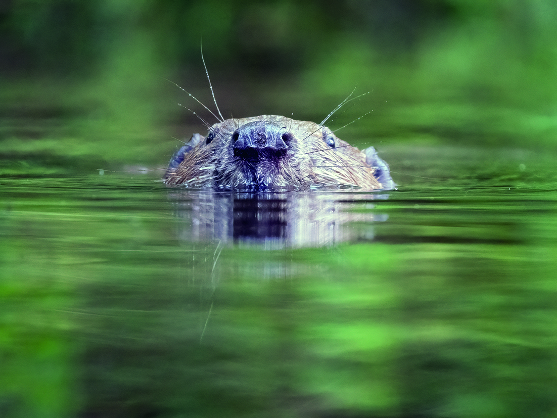 swimming beavers