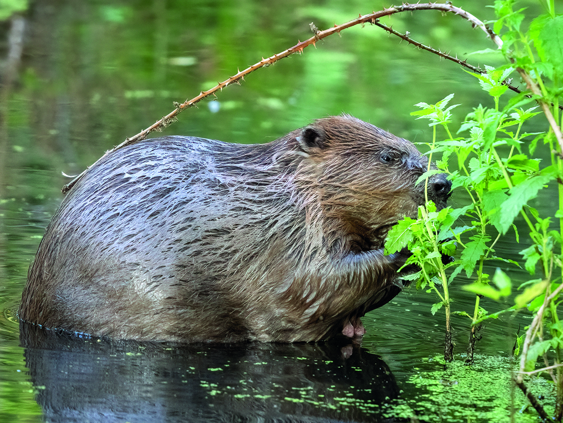 beavers