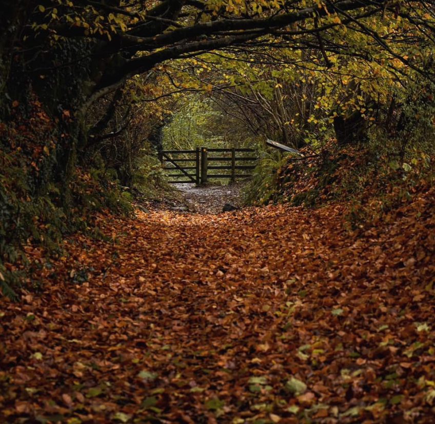 Best Walking Routes & Resources on Exmoor: Maps, Guides & Circular Walks