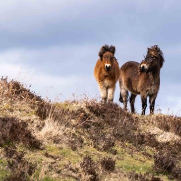 Brendon Two Gates and Doone Valley Circular Walk – 11.3 Miles