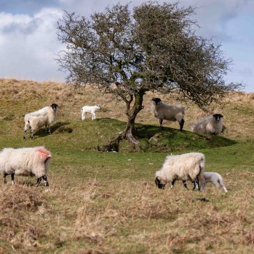 Circular Walk to Three Combes Foot
