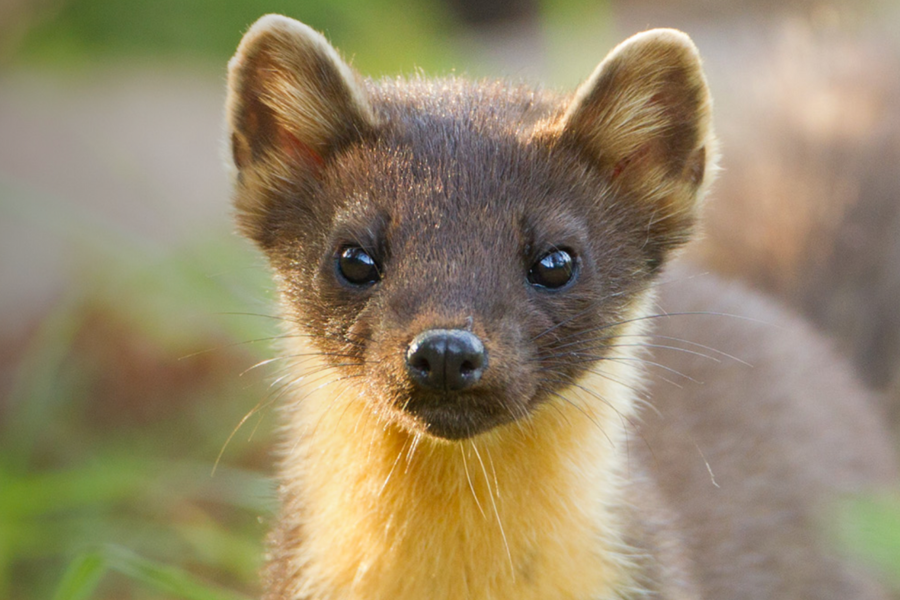 Pine Martens on Exmoor