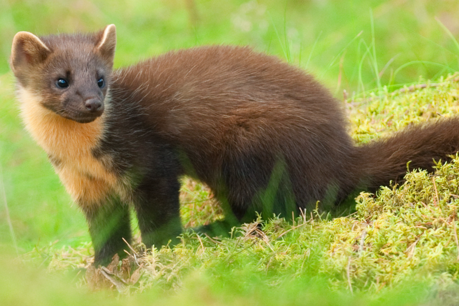 Pine Martens on Exmoor