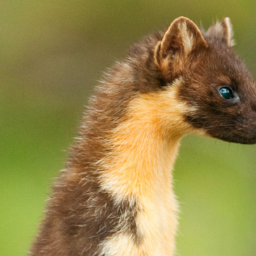 Exmoor Welcomes Pine Martens Back to the Woods