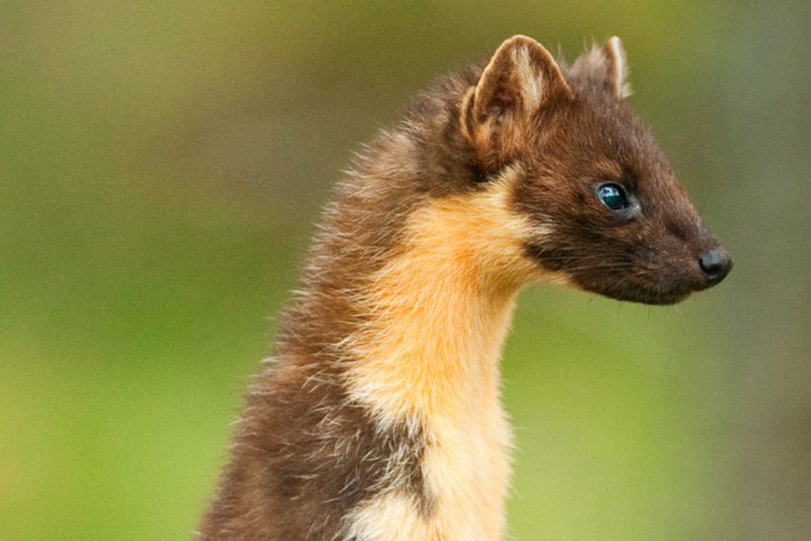 Exmoor Welcomes Pine Martens Back to the Woods