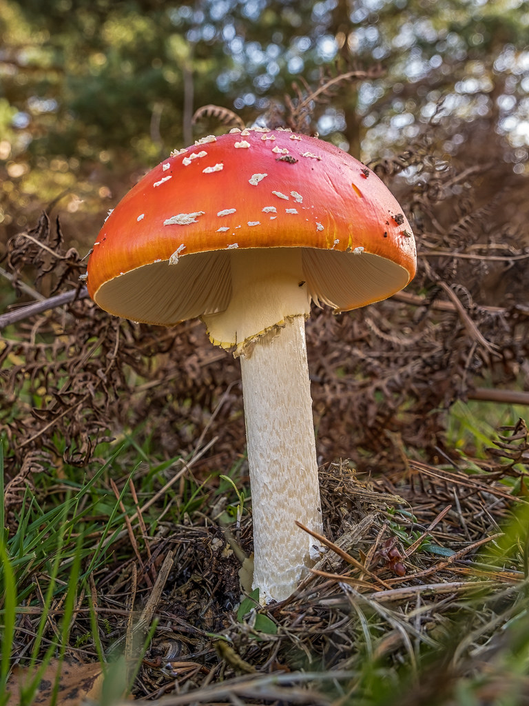mushroom