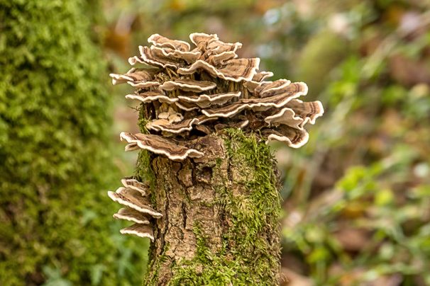 mushroom
