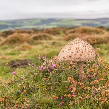 Exmoor and Quantock Mushrooms: Awe and Wonder in the Wild Woods