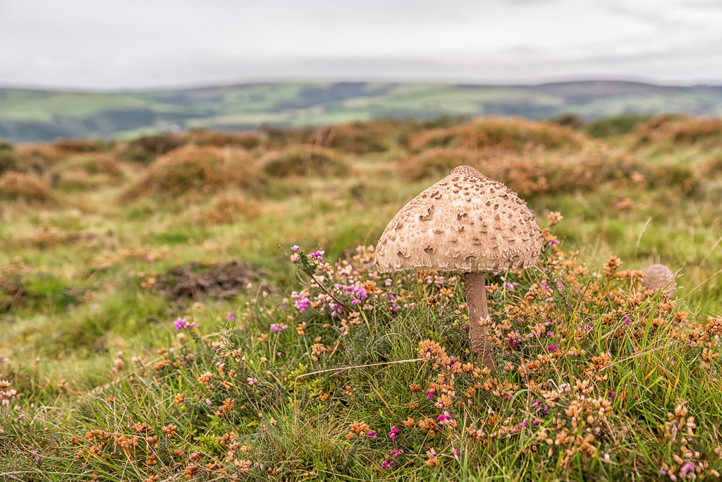 Exmoor and Quantock Mushrooms: Awe and Wonder in the Wild Woods