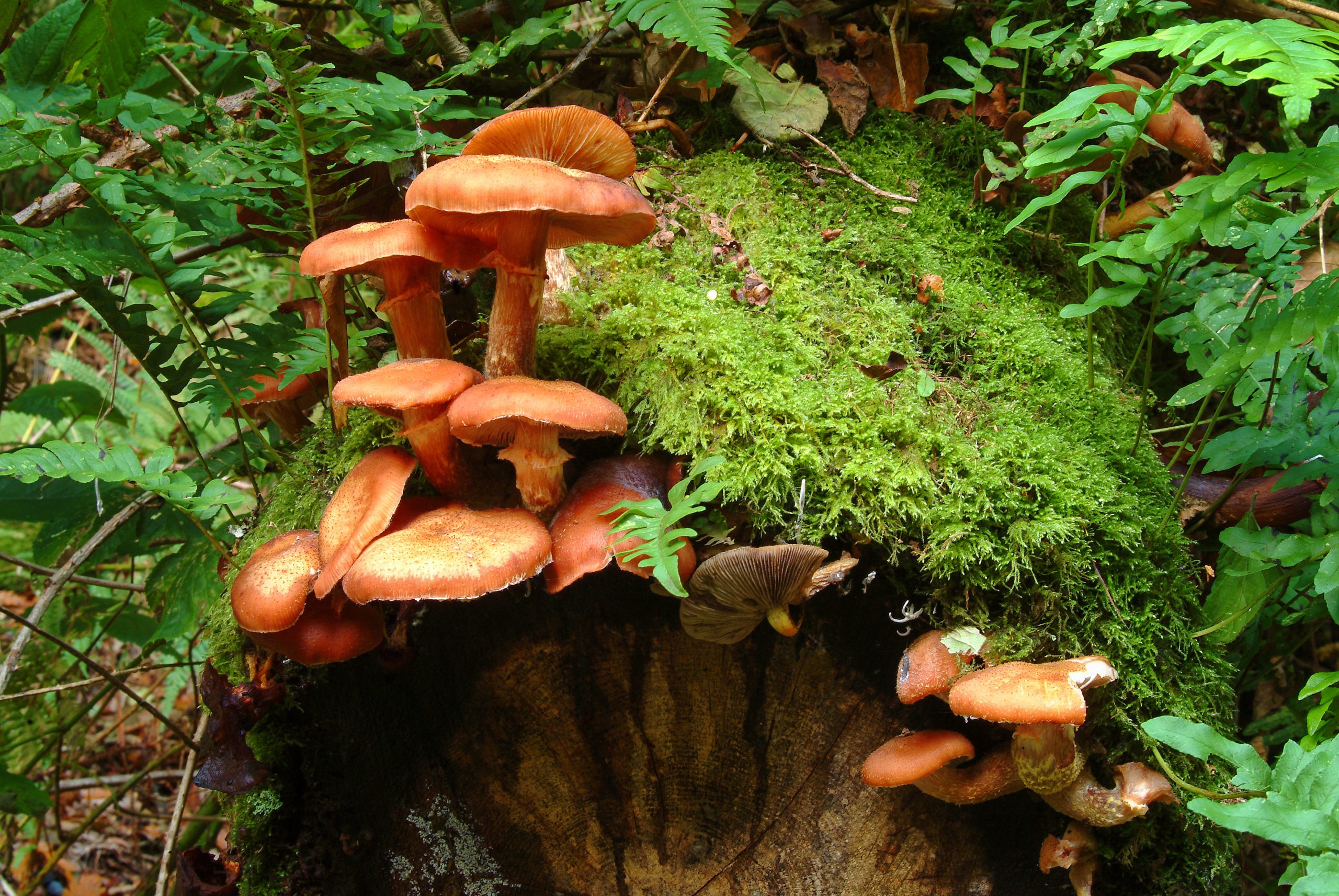 mushroom