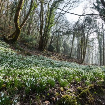 Snowdrop Valley: Exmoor’s Stunning February Display