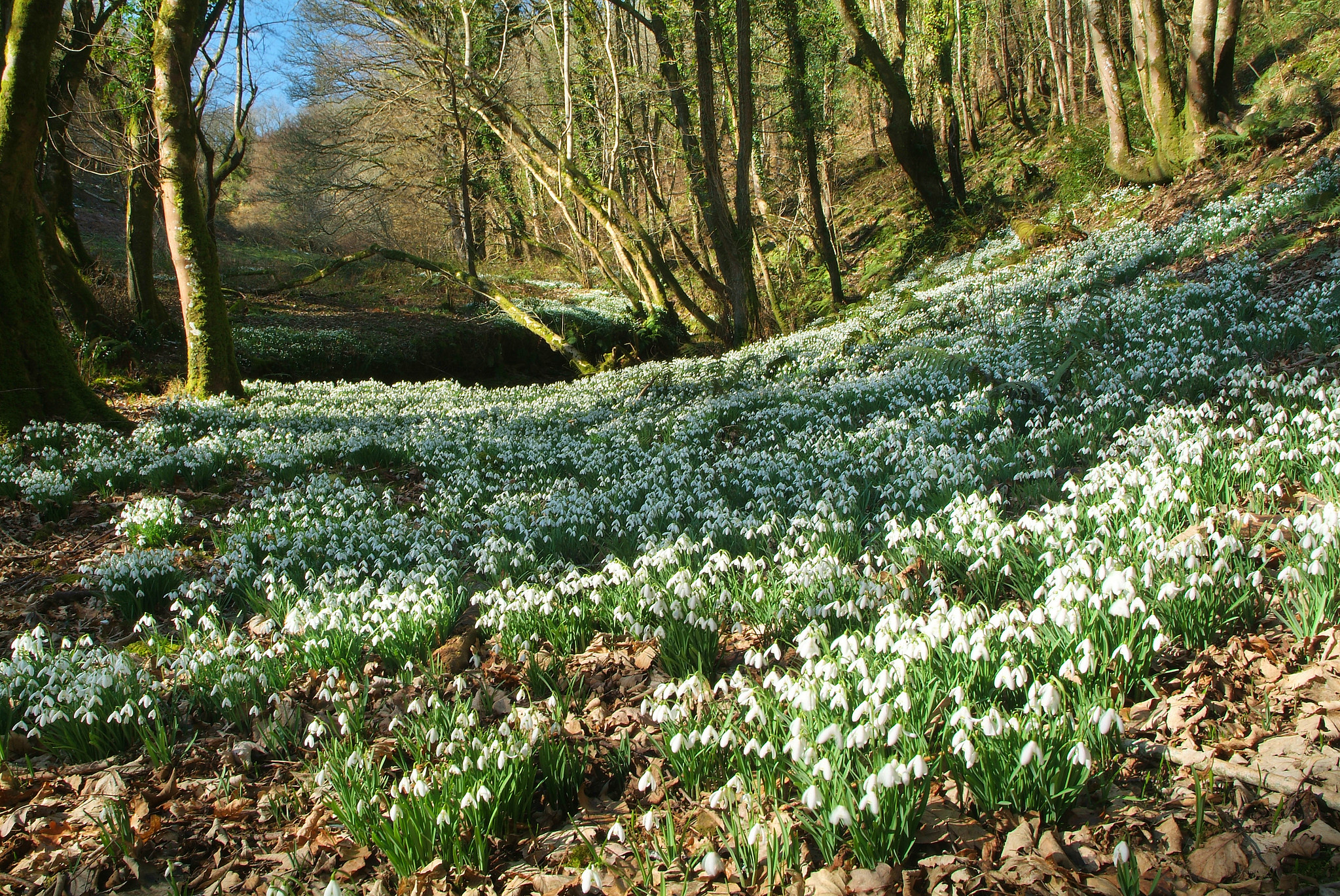 Snowdrop Valley, Exmoor