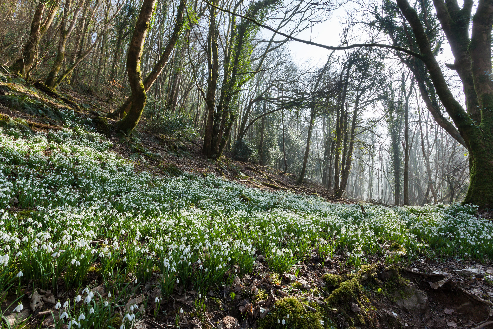 Snowdrop Valley: Exmoor’s Stunning February Display