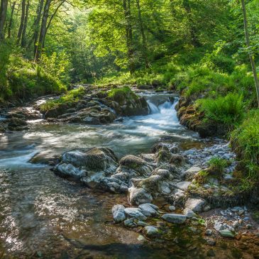 Watersmeet Circular Walk | A Sheltered Winter Woodland Route