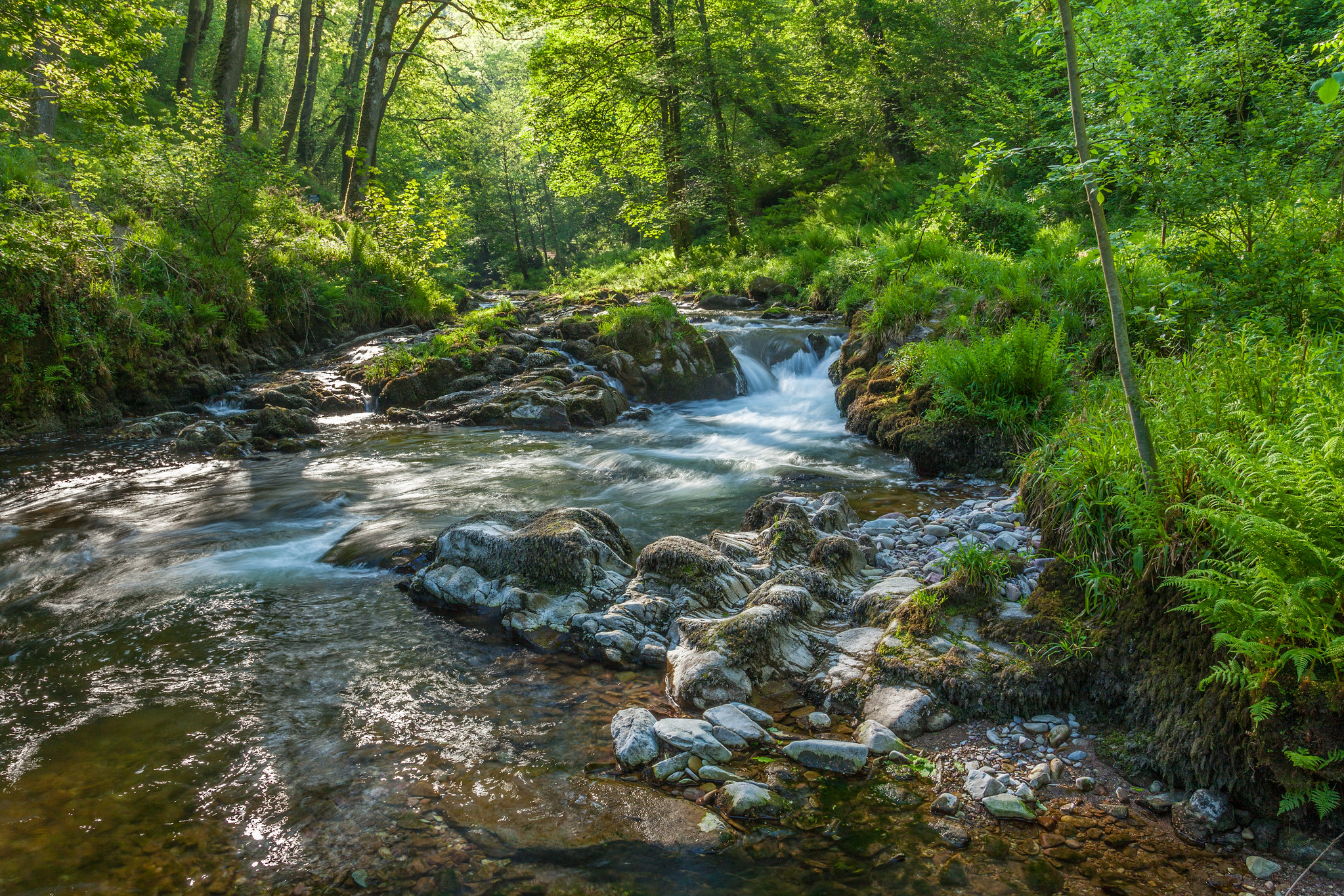 Watersmeet Circular Walk | A Sheltered Winter Woodland Route