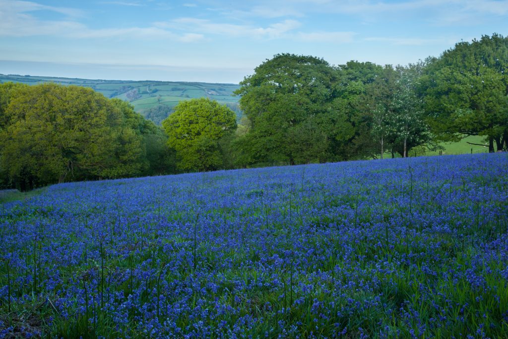 Bluebells on Exmoor